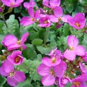 Arabis alpina 'Compinkie rose vif'